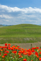 Poster - Typical vineyard near Castiglione Falletto, Barolo wine region, province of Cuneo, region of Piedmont, Italy