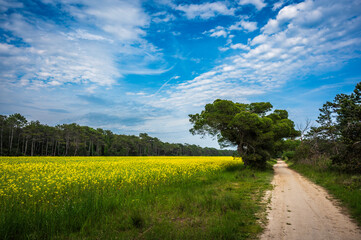 Wall Mural - Between the plain and the sea. The lighthouse of Bibione, the dunes and its natural environment.