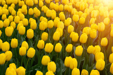 Wall Mural - Tulips in the park in the sunlight