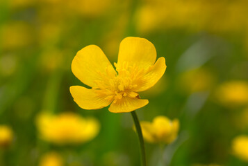 Wall Mural - Wild yellow flower on the field