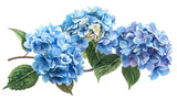 A beautiful watercolor  of blue hydrangea flowers with green leaves, perfect for spring and summer design projects.