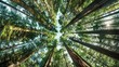 © Anna - A cluster of towering trees adjacent to a verdant forest brimming with numerous tall trees