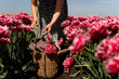 © Dulin - Female collects a bouquet of pink tulips in a field. tulip harvest