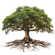 © Oksana - Big green oak tree with roots, isolated on white background
