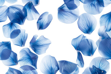 blue petals isolated on transparent background