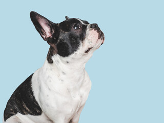 Wall Mural - Cute puppy sitting on the table. Studio shot. Isolated background. Close-up, indoors. Day light. Concept of care, education, obedience training and raising pets