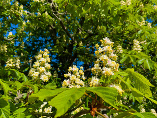 Wall Mural - Spectacular view of a horse chestnut tree covered in beautiful white blossoms, set against a vivid blue sky, epitomizing the essence of spring