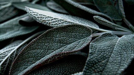 Wall Mural -    a green leaf with brown spots on its surface is displayed against a black background in a close-up shot