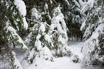 Wall Mural - Trees in a snowy field on a cloudy day