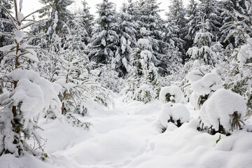 Wall Mural - Trees in a snowy field on a cloudy day