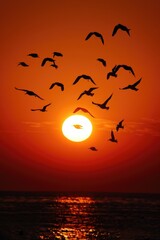 Wall Mural - A stunning image of a flock of birds flying over the ocean at sunset. Perfect for nature and travel concepts