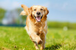 © Mark G - A lively golden retriever dog is captured dashing towards the camera across a lush green lawn. The dog's expression reveals a sense of excitement and exuberance.