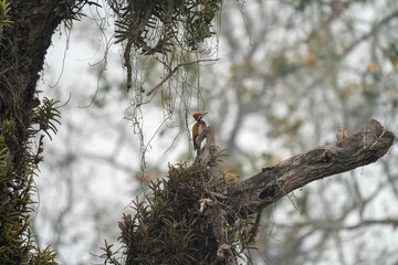 beautiful shot of a woodpecker perched on its nest in a tree