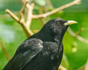 Wall Mural - black bird with yellow beak