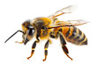 © David Kreuzberg - closeup of honey bee isolated