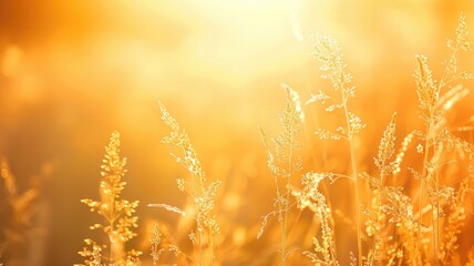 Wall Mural - golden grass in sunlight with warm, serene glow