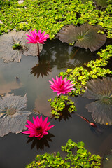 Wall Mural - Pink water lily flower in pond with morning light