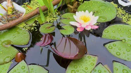 Wall Mural - water lilies in the pond with rain drops, 4k