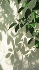 Wall Mural - Serene leaf shadows on wall