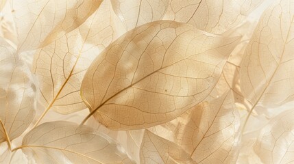 Translucent dried leaves in soft light