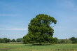 © Penny - beautiful shaped tree in the middle of a field of bright yellow buttercups with blue sky in the background
