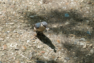 Poster - Eurasian nuthatch sitta europaea with piece of bread in beak