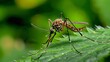 © Bijac - mosquitoes insect pests from the diptera order and culicidae family