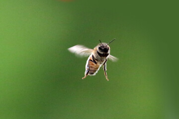 Honeybees swarming around Hummingbird feeder for unextpected food source