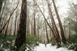 © Austockphoto - Boy cross-country snow skiing in Victoria's high country in winter