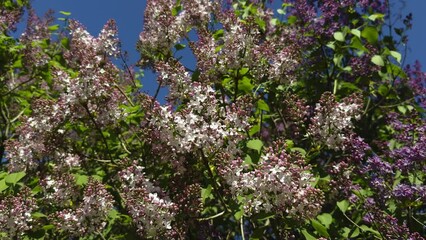 Wall Mural - Close-up shot of stunning pink and white lilac flowers blooming beautifully against a bright blue sky, showcasing the colorful splendor of spring