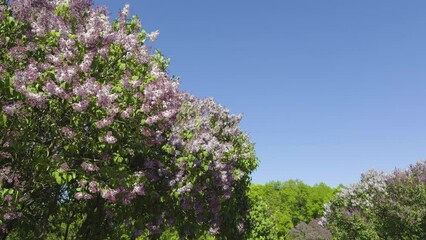 Wall Mural - Close-up shot of stunning pink and white lilac flowers blooming beautifully against a bright blue sky, showcasing the colorful splendor of spring