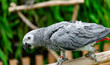 © Bobbyphotos - African grey parrot standing on the pearch for show