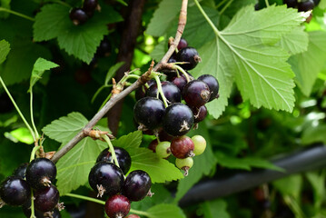 Wall Mural - ripe black currant in a garden on a green background