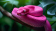 © Katrin_Primak - A close-up of a vibrant pink snake coiled elegantly on a branch