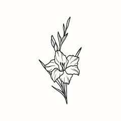 Wall Mural - Line art gladiolus flower illustration