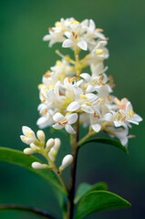 Poster - Flowers of the European privet (Ligustrum vulgare) with a green background