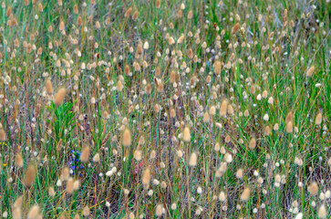 Poster - The hare's-tail (Lagurus ovatus) is a plant of coastal dunes and sandbanks