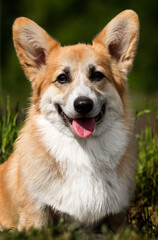 Wall Mural - cute corgi dog with tongue in the grass