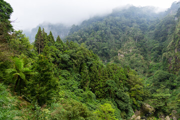 Wall Mural - Beautiful scenery green forest with mist