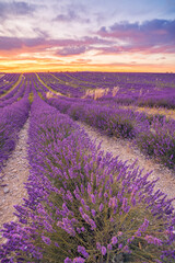 Wall Mural - wonderful nature vacation landscape. amazing sunset scene blooming lavender flowers. moody sky, past