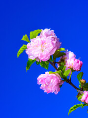 Wall Mural - Sometimes called flowering plum or flowering almond (Prunus triloba)