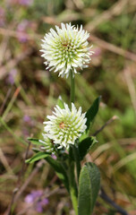 Sticker - Mountain clover (Trifolium montanum) grows in nature