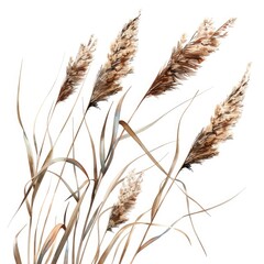 Ultra realistic watercolor style illustration of reeds, high detailed, close up, isolated on white