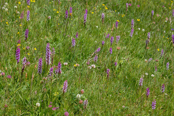 Wall Mural - flowers in alpine meadow of alto adige