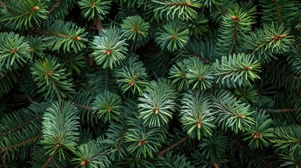 Wall Mural - Texture of pine tree needles on a green spruce tree in the garden