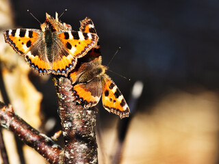 Wall Mural - Two Lesser tortoiseshell (Vanessa urticae) arranged mating dance at the birch syrup feeding site