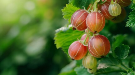 Wall Mural - Close up View of Ripe Gooseberries on a Shrub with Green Nature Backdrop and Top Right Copy Space