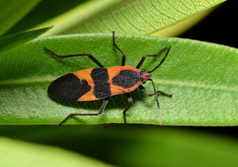 Wall Mural - Large milkweed bug Oncopeltus fasciatus insect on oleander nature pest control Springtime.