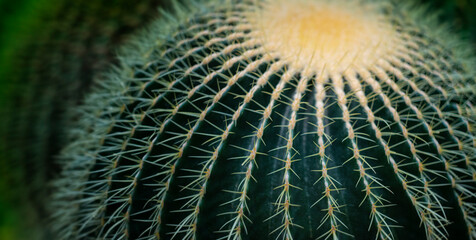 Wall Mural - cactus (echinocactus) in the detail select focus, art picture of plant, macro photography of a plant with a small depth of field