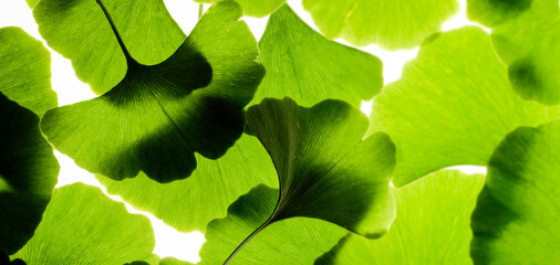 Wall Mural - Green ginkgo leafs - Ginkgo biloba on white background